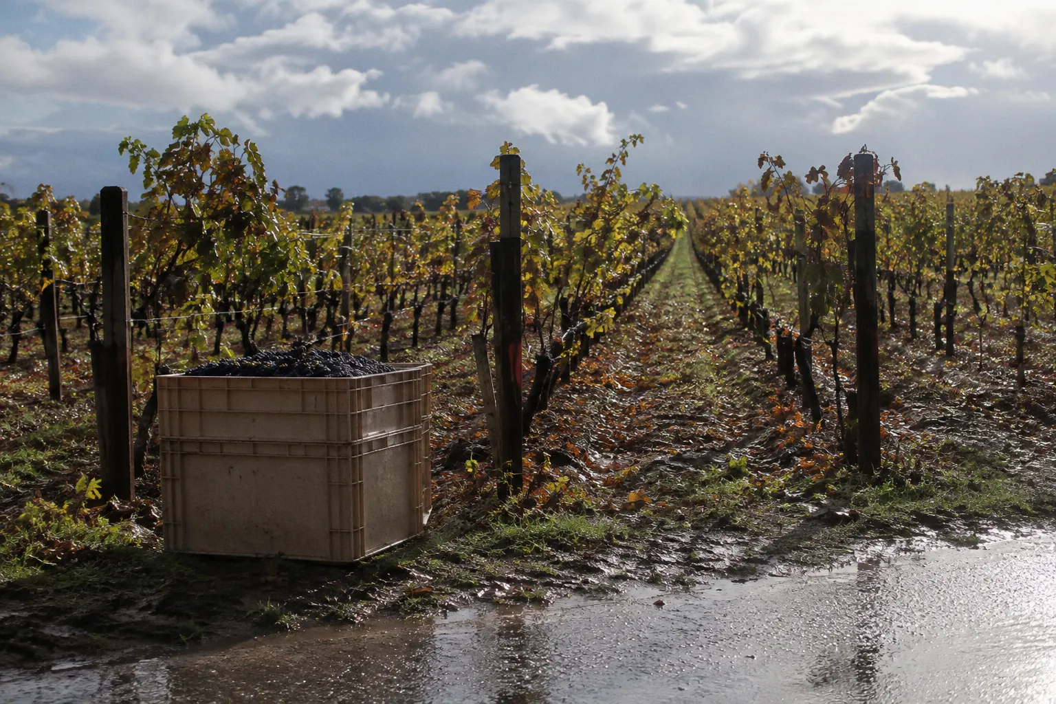 Récolte viticole 2026 : le Val de Loire face à une baisse de production marquée